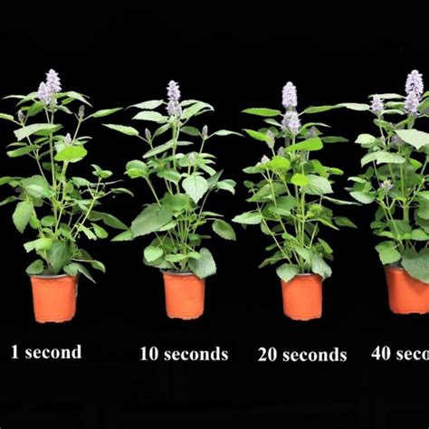 Agastache Rugosa Plant Growth Under Different Ozonated Water Soaking