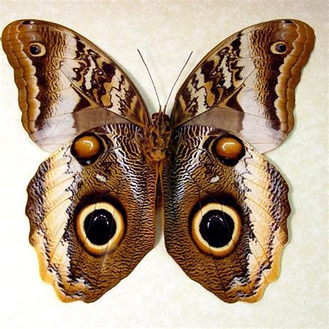 Unikatowe, personalizowane i ręcznie robione przedmioty z naszych sklepów. Real Butterflies | Caligo atreus ajax real owl mimic ...