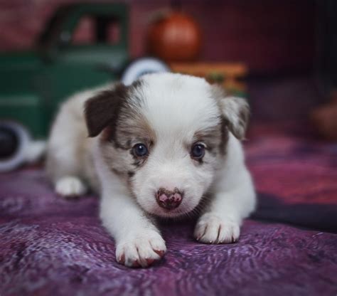 Quentin is a sweet red merle male border collie puppy for sale. | Border Collie & Maremma