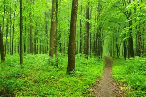 Beautiful Green Forest Stock Photo By ©pakhnyushchyy 114133942