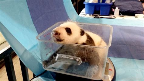 Baby Panda Has A Name — And Michelle Obama Helped Come Up With It