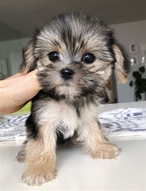 Tiny Teacup Morkie Adorable Puppy Iheartteacups