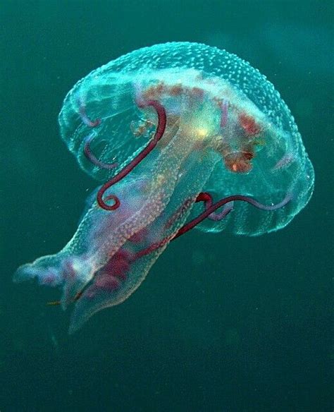 Beautiful Jellyfish Underwater Creatures Underwater Life Ocean