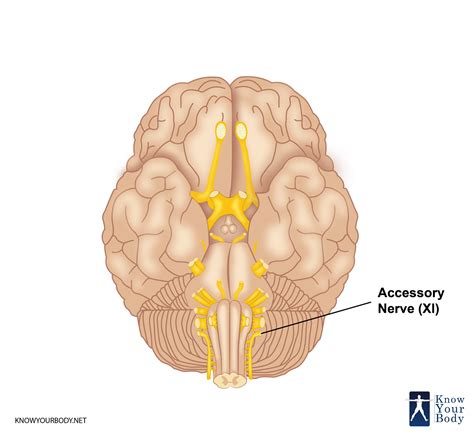Accessory Nerve