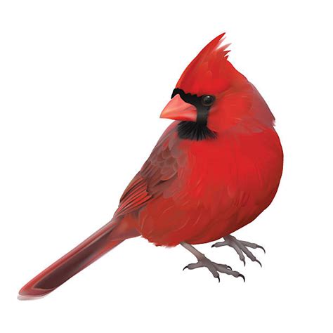 Red Cardinal Bird Clipart 10 Free Cliparts Download Images On