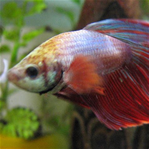 Neben betta pflegen und züchten wir außerdem lebendgebärende zahnkärpflinge und wirbellose. Betta World - Petland Dunwoody