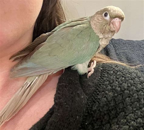 Baby Turquoise Cinnamon Green Cheek Conure Taking Deposits