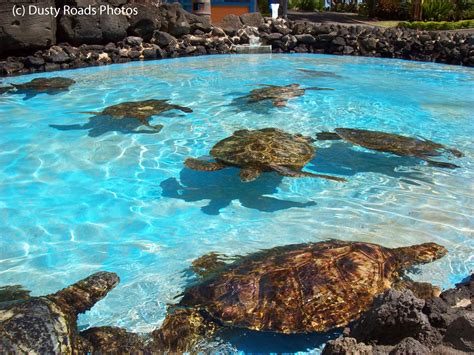 Sea Turtles Of Sea Life Park Oahu Dustyroadsphotos