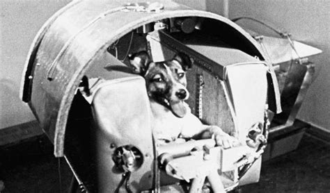 On board were 40 mice, 2 rats, a rabbit, several fruit flies, some plants, and two very special dogs. Dogs in space - Australian Geographic