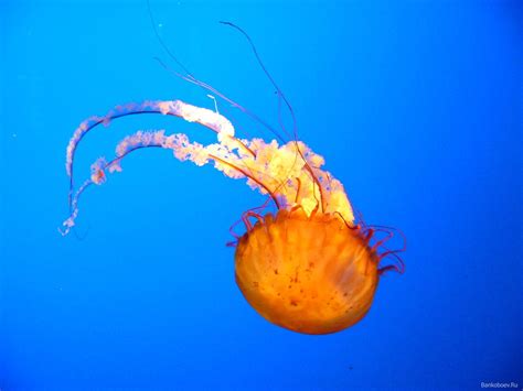 Wallpaper Underwater Coral Jellyfish Macro Photography