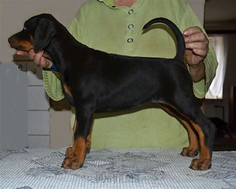Dobermann Puppies Fci Pedigree 3 Month Old Puppies For Sale