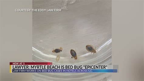 Hotel Fright The Bed Bugs Nightmare At Myrtle Beach Hotels Multiple