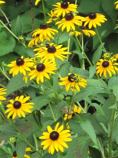 Good for groupings and in mass plantings, shrub and perennial borders, as a specimen, a screen or a hedge. Black Eyed Susan - Perennial - Bloom early summer until ...