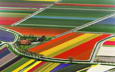 Aerial View Of Tulip Flower Fields Amsterdam The