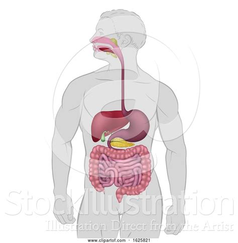 Vector Illustration Of Gastrointestinal Human Digestive System By