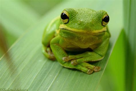 Pin By Erin Lee On Flora And Fauna Amphibians Green Tree Frog Frog
