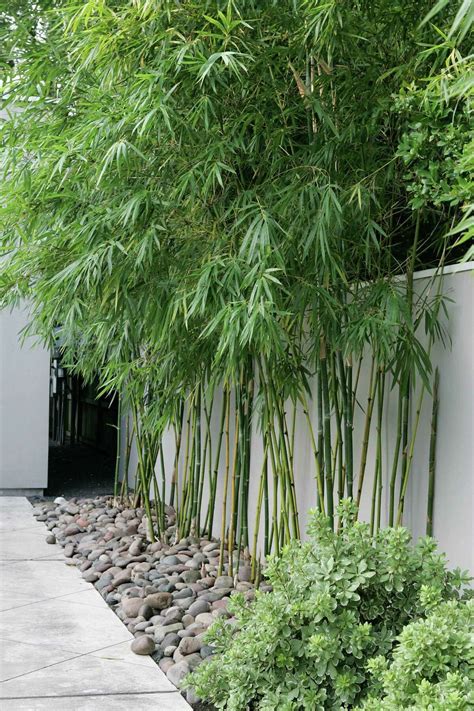 Fast Growing Bamboo Creates Zen In The Garden