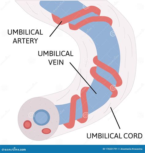 Anatomy Of Umbilical Cord Two Umbilical Arteries And One Umbilical