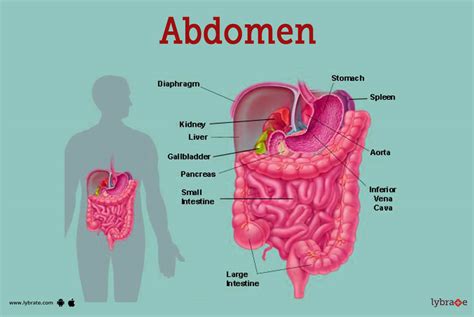 Abdomen Human Anatomy Image Definition Function Diseases And More