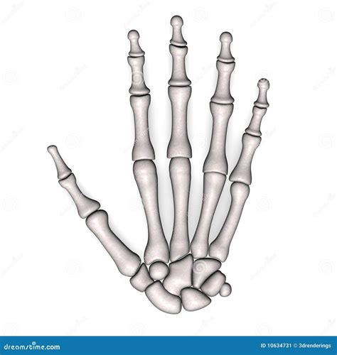 ¿cómo Dibujar Manos Anatomia Del Hueso Huesos Del Esqueleto Humano