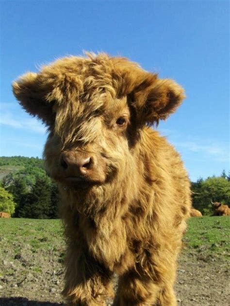 Highland Calf Fluffy Animals Baby Highland Cow Fluffy Cows