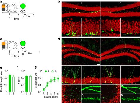 Stimulation Of Entorhinal Cortex Promotes Adult Neurogenesis And