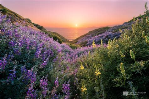 Wallpaper Id 867471 1080p Photographer The Sun Sunset Sea Hills Beautiful Flowers