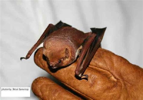 Tennessee Watchable Wildlife Seminole Bat