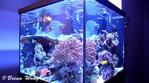 93g Reef Ready Cube Aquarium Salt Water Tank Hd Youtube