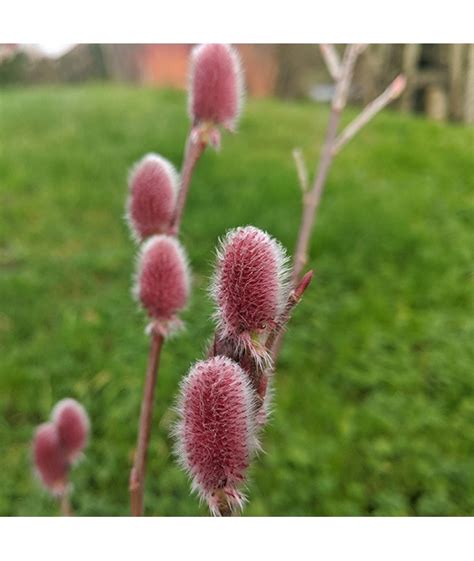 Pink Pussy Willow Plant In Cm Pot Salix Gracilistyla Mount Aso Plants Seeds Bulbs Garden
