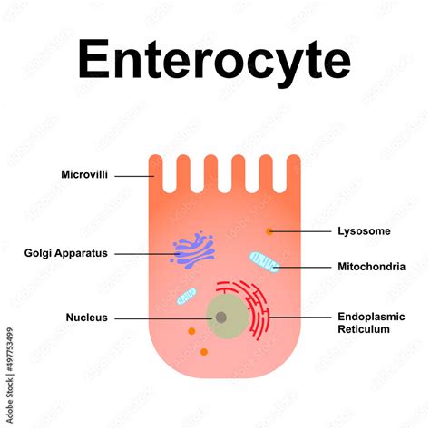Scientific Designing Of Enterocyte Structure The Intestinal Absorptive