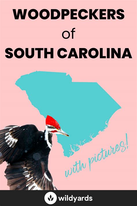 All 8 Woodpeckers In South Carolina With Pictures And Maps