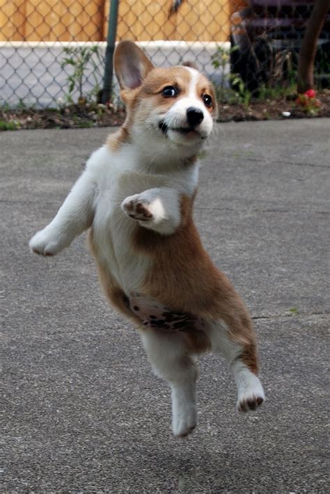 The sculpture is made from porcelain ceramic materials. 19 Things All Corgi Owners Must Never Forget