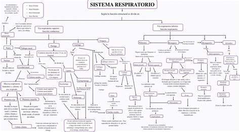Mapas Conceptuales Del Sistema Respiratorio Descargar