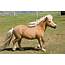 Miniature Horses Drastically Reducing In Number  Wow Amazing