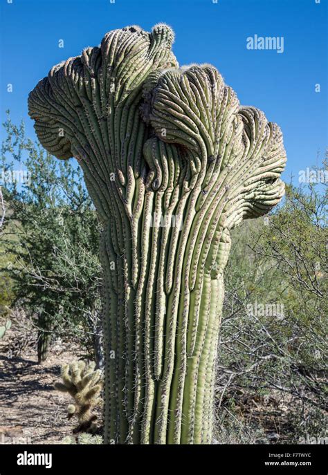 Crown Saguaro Cactus Carnegiea Gigantea Hi Res Stock Photography And