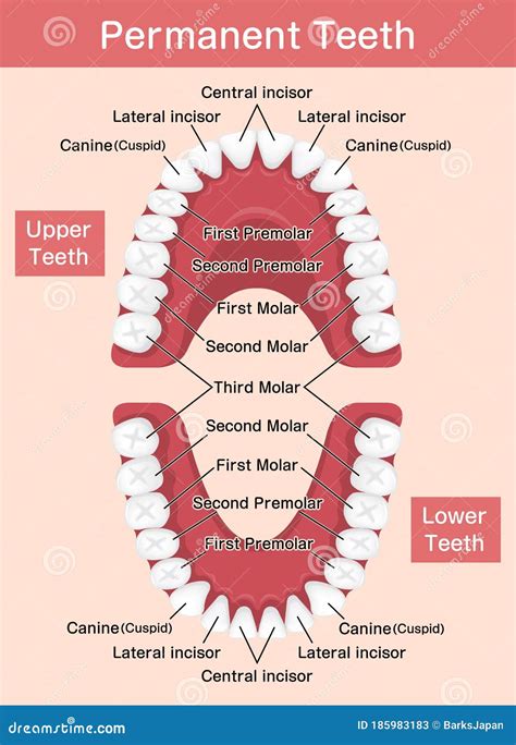 Human Permanent Teeth Chart Vector Illustration Stock Vector