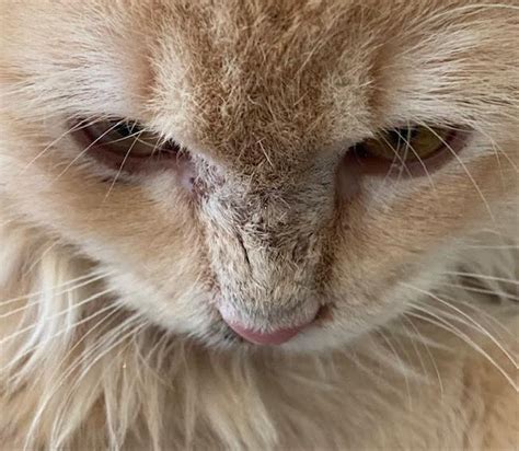 Kitten With Crusty Substance Bridge Of Nose Thecatsite