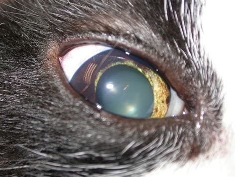 The pigment is a result of melanocytes, or most ophthalmologists do, however, consider the following signs clues that the pigment is becoming dangerous: Is this bad news? | Veterinary ophthalmology