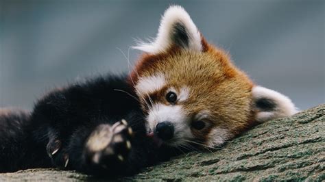 Download Wallpaper For 2048x1152 Resolution The Red Panda On Tree