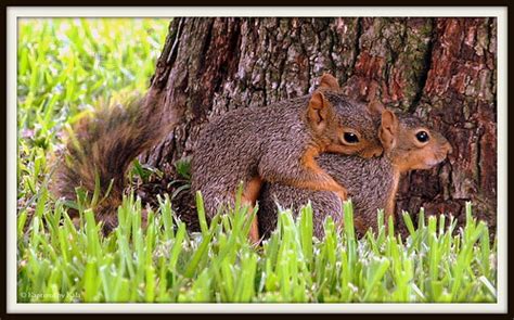 Squirrels Mating Still The Mating Season And This Time Th Flickr