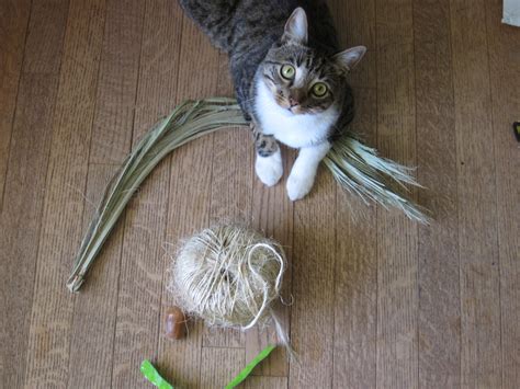 Homemade Cat Toys Root Simple