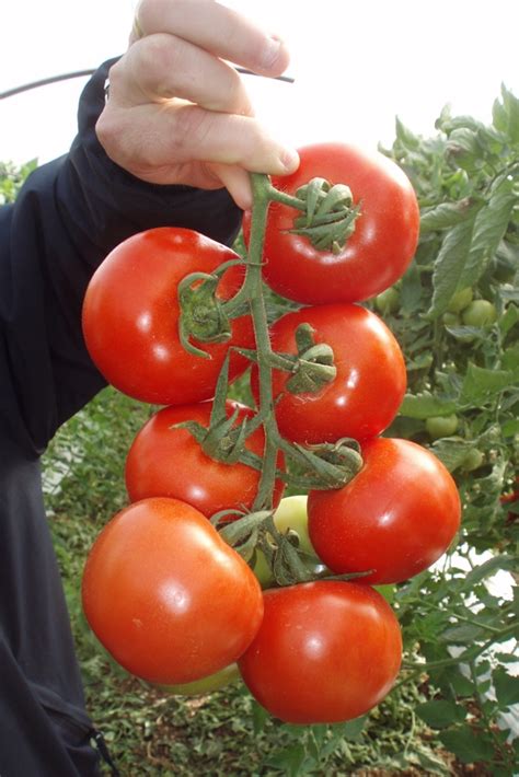 Cluster Tomato Seeds International Meridiem Seeds2