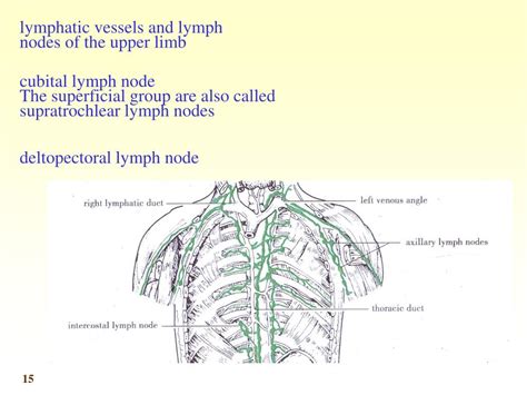Subscapular Lymph Nodes