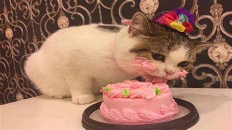 Cat Birthday Party Birthday Cards