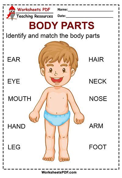 Printable Body Parts Worksheets For Kindergarten