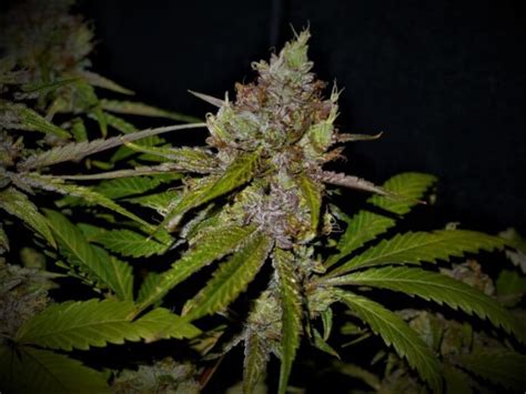 Check spelling or type a new query. Sale of Gelato #33 by Paisa Grow Seeds