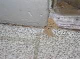 Dust Termites Pictures