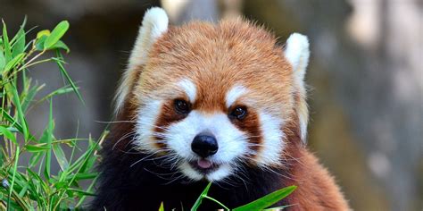 The Science Of Cute And Why You Want To Bite This Baby Red Panda Inverse