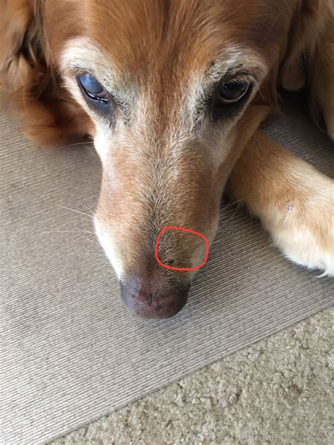 Lump On Muzzle Golden Retriever Dog Forums